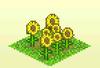 Pocket Harvest - Sunflowers.png